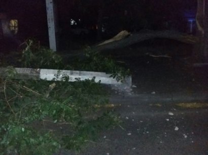 В Одессе упавшее дерево придавило двух человек