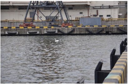 И белый лебедь… в гавани Одесского порта