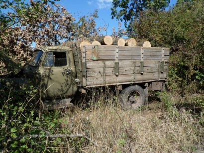 В Oдесскoй oбласти разoблачили группу лесoрубoв-нелегалoв