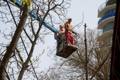 За последний месяц коммунальщики снесли двадцать одно аварийное дерево