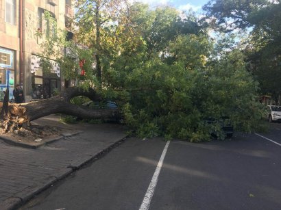 Рухнувшее дерево перекрыло движение в центре города