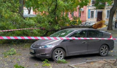 В центре Одессе упало еще одно большое дерево