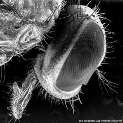 Мухи разносят гораздо больше микробов, чем думали раньше