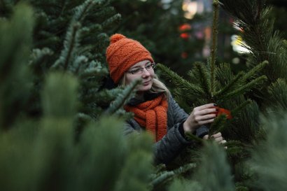 Украинцев призвали проверять документы у продавцов новогодних деревьев