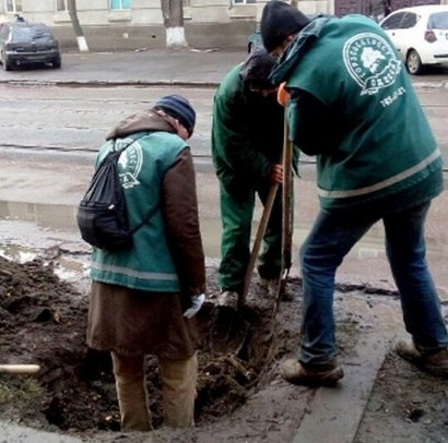 В прошлом году одесские коммунальщики высадили более тысячи деревьев и полутора тысяч кустов. И это только в центре города