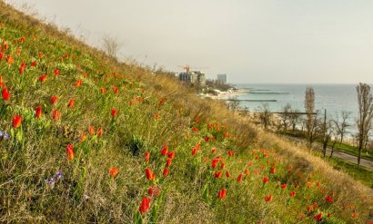 Одесситов приглашают высаживать цветы на морских склонах