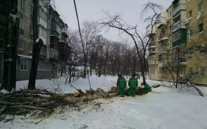 В Одессе на проезжую часть упало большое дерево, перекрыв проезд на несколько часов