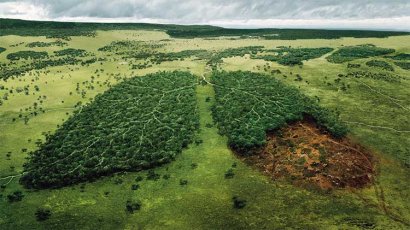 Спасите наши леса!
