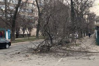 В Одессе очередное обрушение… дерева