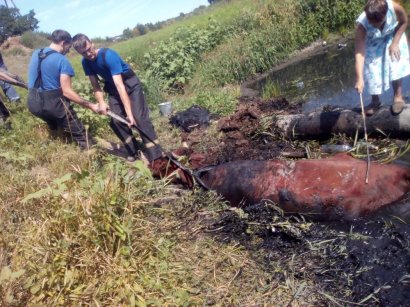 В Одесской области спасатели спасли…корову!