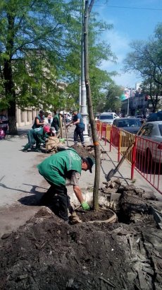 Саженцы двадцати трёх акаций украсили улицу Преображенскую