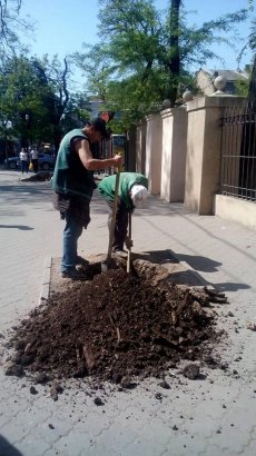 Саженцы двадцати трёх акаций украсили улицу Преображенскую