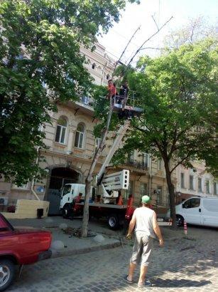 Саженцы двадцати трёх акаций украсили улицу Преображенскую