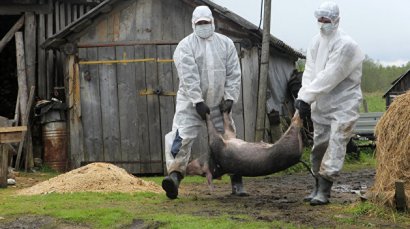 В Одесской области новая вспышка африканской чумы у свиней