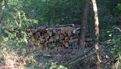 В Савранском лесу проводят санитарные вырубки, запрещенные законом 