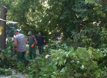 В Одессе продолжается деровопад