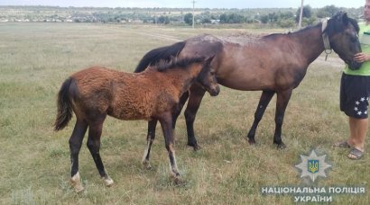 В Арцизском районе полицейские задержали рецидивиста - конокрада