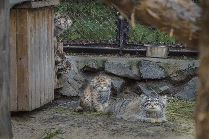 Мама, покатай меня: в зоопарке детеныши манулов оседлали кошку, которая выкармливает их ФОТО