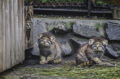 Мама, покатай меня: в зоопарке детеныши манулов оседлали кошку, которая выкармливает их ФОТО