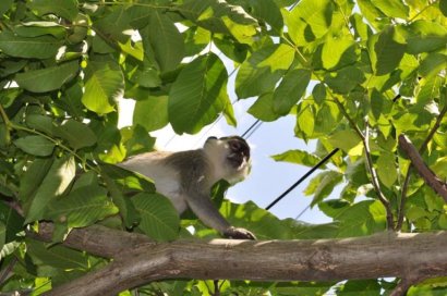 Сухой Лиман теперь – Бразилия, где много диких обезьян