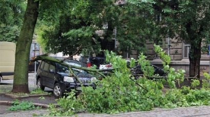 Из-за ливня и ветра в Одессе произошел очередной «деревопад»