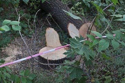В Одессе молодчики в балаклавах спилили 200 деревьев — для места под новостройку 