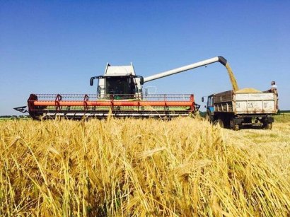 Одесская область снова стала лидером по сбору урожая