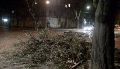 Несмотря на отсутствие сильного ветра, деревопад в Одессе продолжается