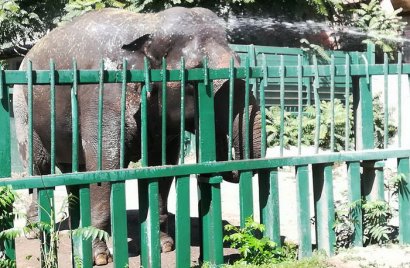 В Одесском зоопарке слониху Венди спасали от жары