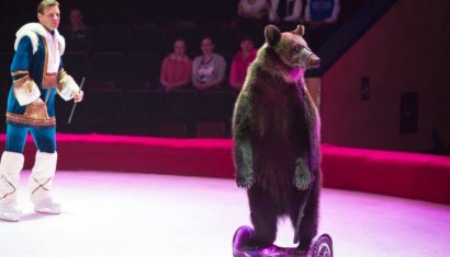 Белорусский "Цирк на льду" получил запрет на использование в выступлениях краснокнижного бурого медведя, которого они привезли в Одессу