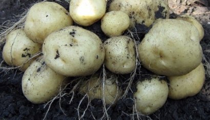 Аграрии Одесской области констатируют существенное уменьшение сбора картофеля и овощей 