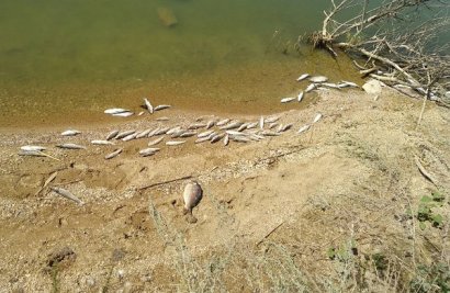 Из-за жары и цветения водорослей в Хаджибейском лимане зафиксирован мор рыбы 