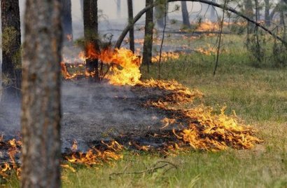 В Раздельнянском лесу произошел пожар