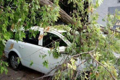 Сильный ветер стал причиной падения двух деревьев на одесских улицах