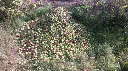 Яблоко позора действующей власти