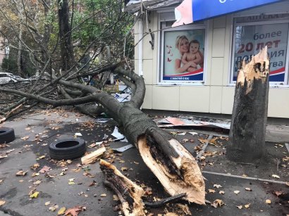 На Черемушках упало дерево и повредило фасад