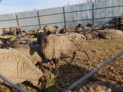 В фуре с несчастными овцами из 300 животных погибли 54 ОБНОВЛЕНО