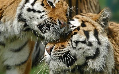 Тигры пограничники