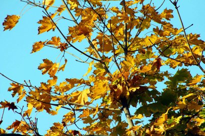 Ковры из листьев, деревья из золота...   Ноябрь.