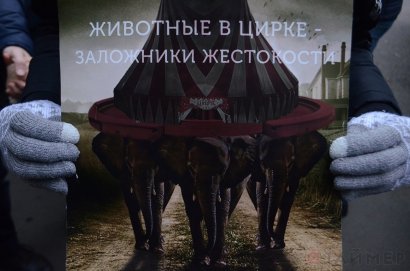 «Садизм на манеже»: Одесский цирк опять пригласил на гастроли труппу с цирковыми животными