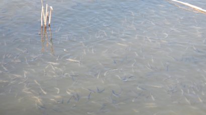Почти три миллиона рыб выпустят в Хаджибейский лиман