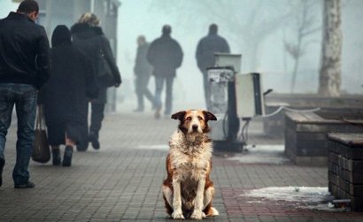 Зоозащитники призывают одесситов кормить и защищать уличных животных в морозы