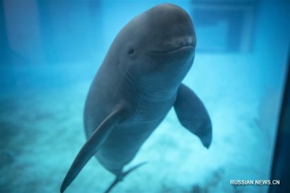 Речные дельфины из Янцзы ФОТО