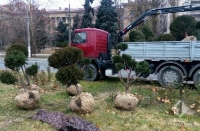 В текущем году в Одессе высадили более 1200 деревьев