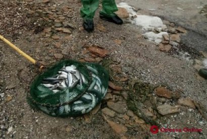 В Одесской области браконьер наловил кефали на 84 тысячи гривен