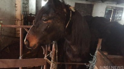 Зоозащитники в Одесской области спасают лошадей, которых хотят сдать на мясо