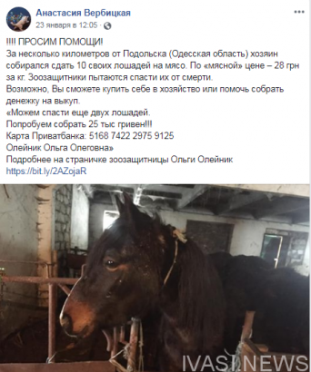 Зоозащитники в Одесской области спасают лошадей, которых хотят сдать на мясо
