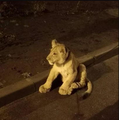 По улицам Одессы снова гуляет маленький львёнок
