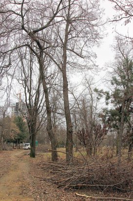 Олимпийский сквер на проспекте Шевченко преобразится к началу весны