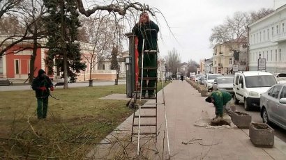 Коммунальщики омолаживают деревья-памятники на Театральной площади 